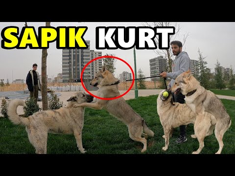 KURT SOKAK KÖPEĞİ İLE ÇİFTLEŞİYORDU!