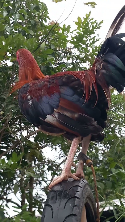 #love #my #beuatiful rooster