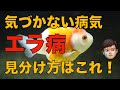 金魚のエラ病の症状や原因、治療、予防方法を解説します