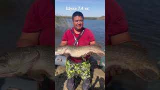 Трофейная щука/Грачи2/штаны