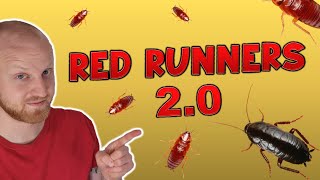 How to Setup a Breeding Red Runner Roach Colony!