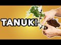 Comment ressuciter un bonsa  faire un tanuki