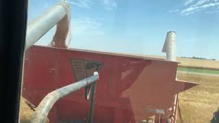 Gleaner L2 unloaded by John Deere 4450. Wheat Harvest 2020