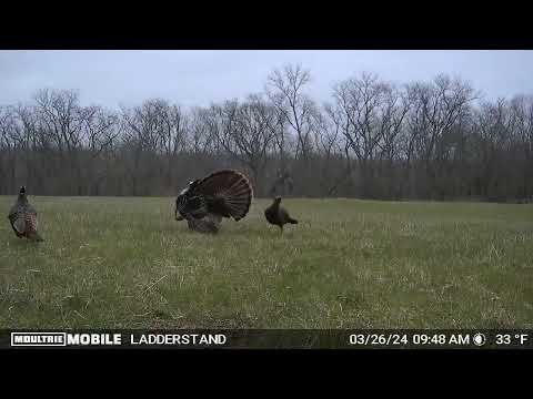 Let's see those Turkey Trail Cam pics! Drop them in the comments below!