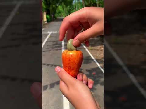 Video: Penuaian Kacang Macadamia - Bila dan Cara Menuai Kacang Macadamia
