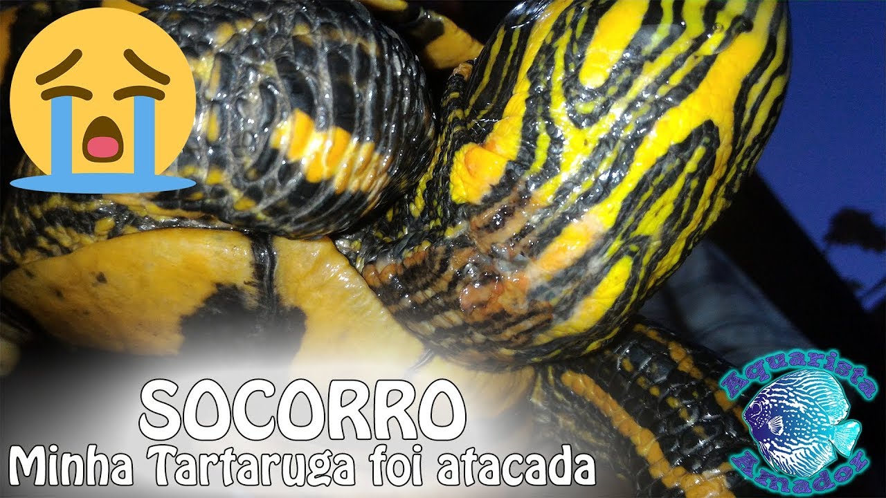 SOCORRO, minha tartaruga tigre d’água foi atacada