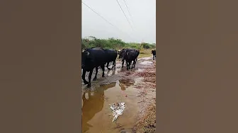 #subscribe #trending #cow #buffalow #buffalobills #bufflo #sohrts #reels #haryanvi thumbnail