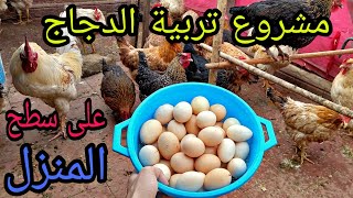 مشروع تربية الدجاج على سطح المنزل، جمع البيض حصيلة أسبوع