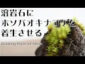溶岩石にホソバオキナゴケを着生させる【苔テラリウム着生テクニック＃05】（Making a mossy stone in Terrarium）