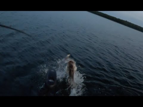 bass fishing at night Topwater Figure 8 Musky Attack on Prototype Lure
