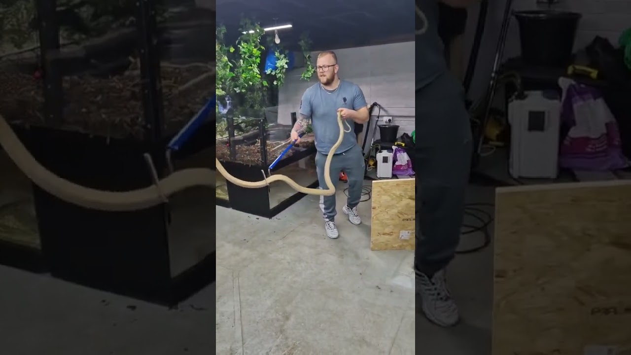 This female king cobra tho! #kingcobra #venomous #malaysian #reptiles #snake #handling #pets #exotic