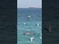 Why is Oman proposing a new plan to manage the Strait of Hormuz?