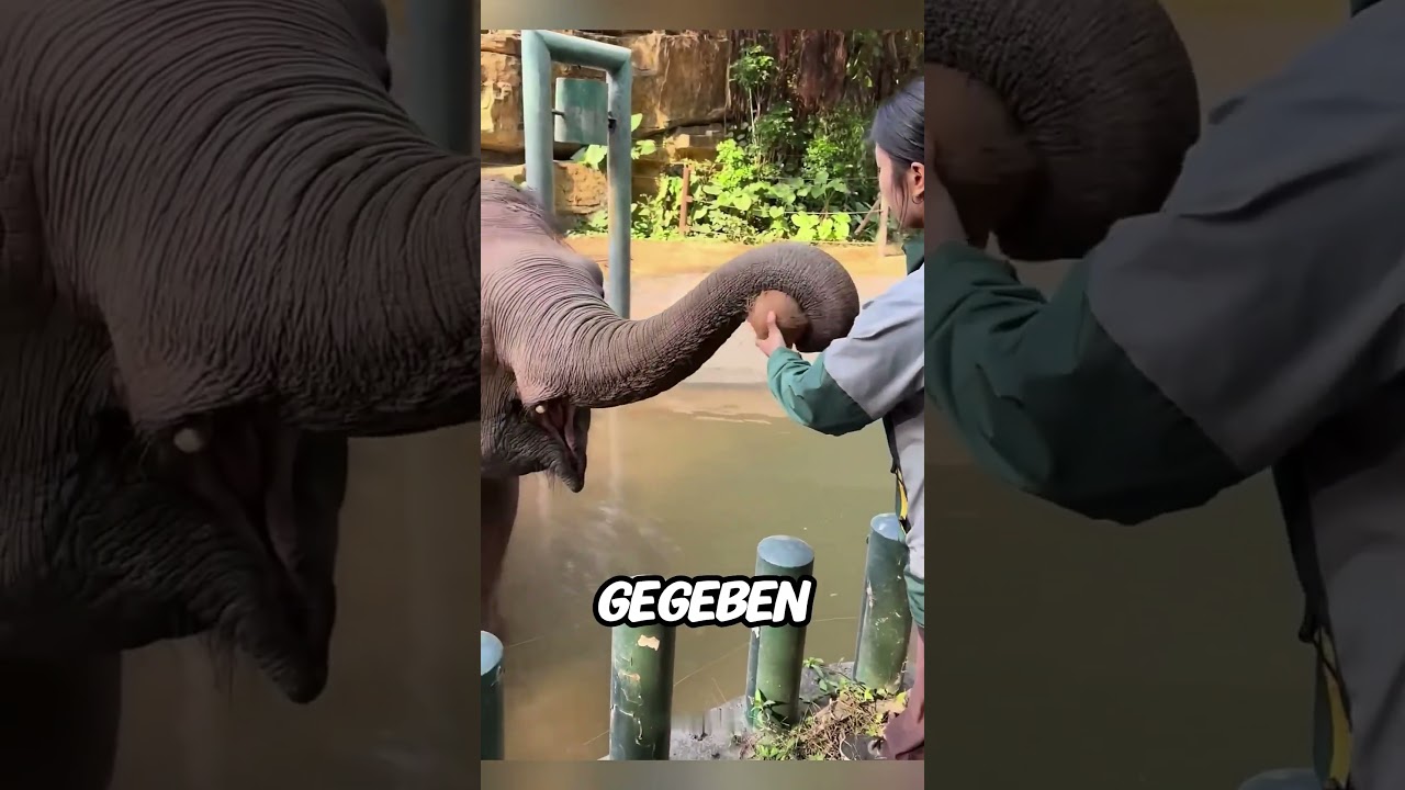 Dieser Elefant ist schlauer, als du denkst! 🐘🤯