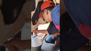 Fariz Belajar Memeras Susu Sapi