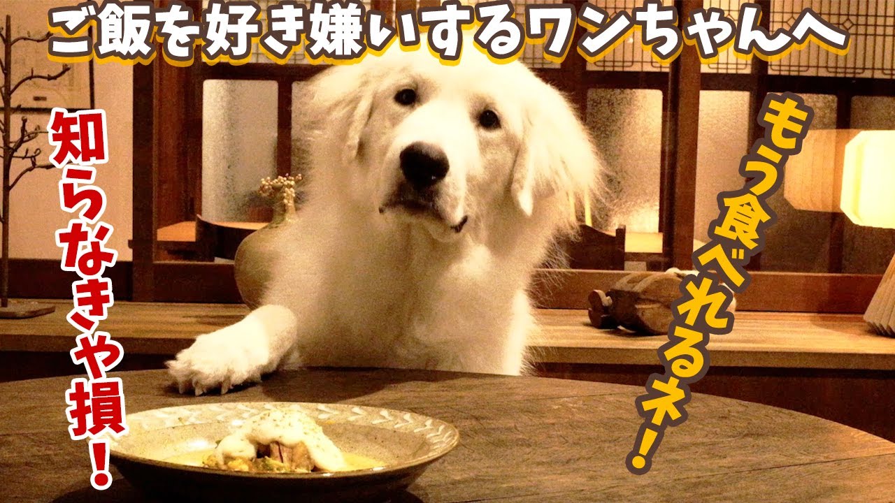 犬ご飯手作りレシピ 馬肉の膵炎ケアごはんの作り方 もふ飯 Youtube