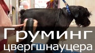 видео Стрижка Цвергшнауцера