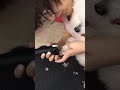 Adjustable Cordless dog hair clipper lambo 9880 is for both full body clipping and precise trimming