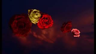 A Secret Midnight Sky in My Garden | A Moving Still Life