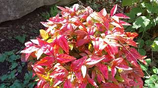 Firepower Nandina (Heavenly Bamboo)