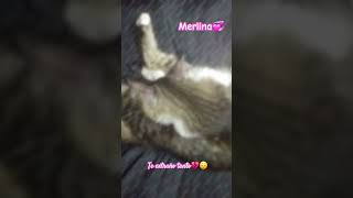⚘️🤍💞 Merlina🫶🏼 #adoptaunrescatado #adoption #companheirospeludos #cat #lovecats #mbarakaja #kitten