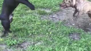 Tanks Being A Bad Boy