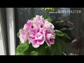 Бонсай из пеларгонии. Загорели на солнышке/ Variegated Pelargoniums