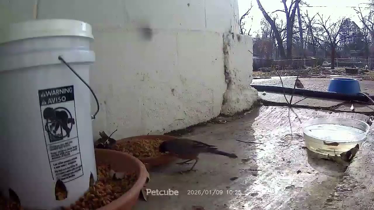 A Robin has been enjoying the cat food through the winter as well. Everyone is welcome.  😊