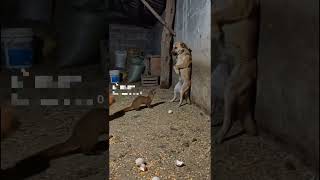 Duck is so funny 🤣😂🦆