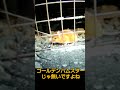 黄金の野ネズミにビックリ!