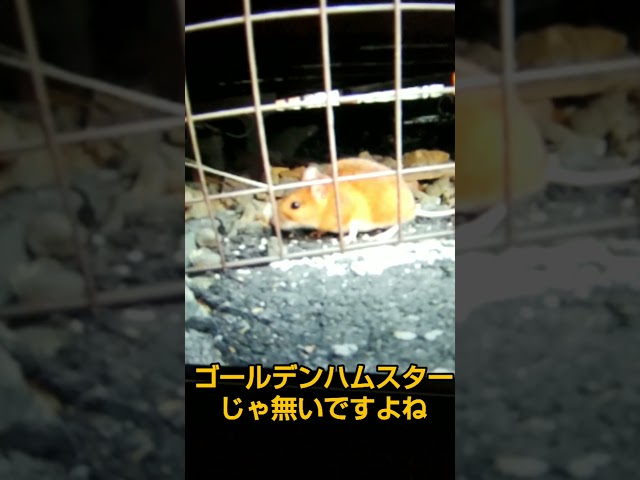 黄金の野ネズミにビックリ！