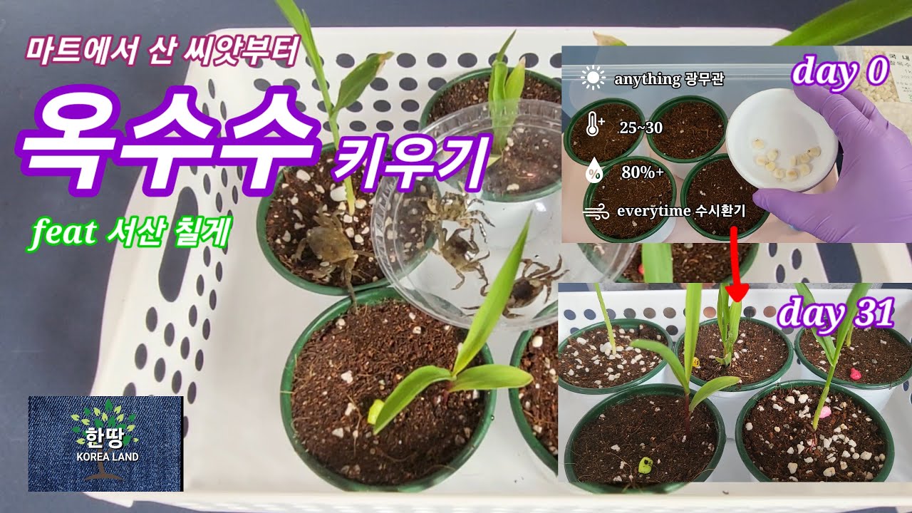 how-to-grow-corn-from-seed-that-i-bought-at-mart