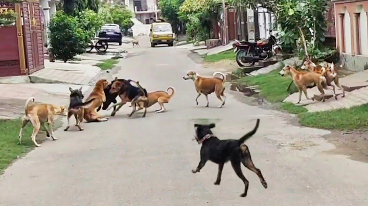 Real Street dogs attack on Rottweiler & 2German shepherd