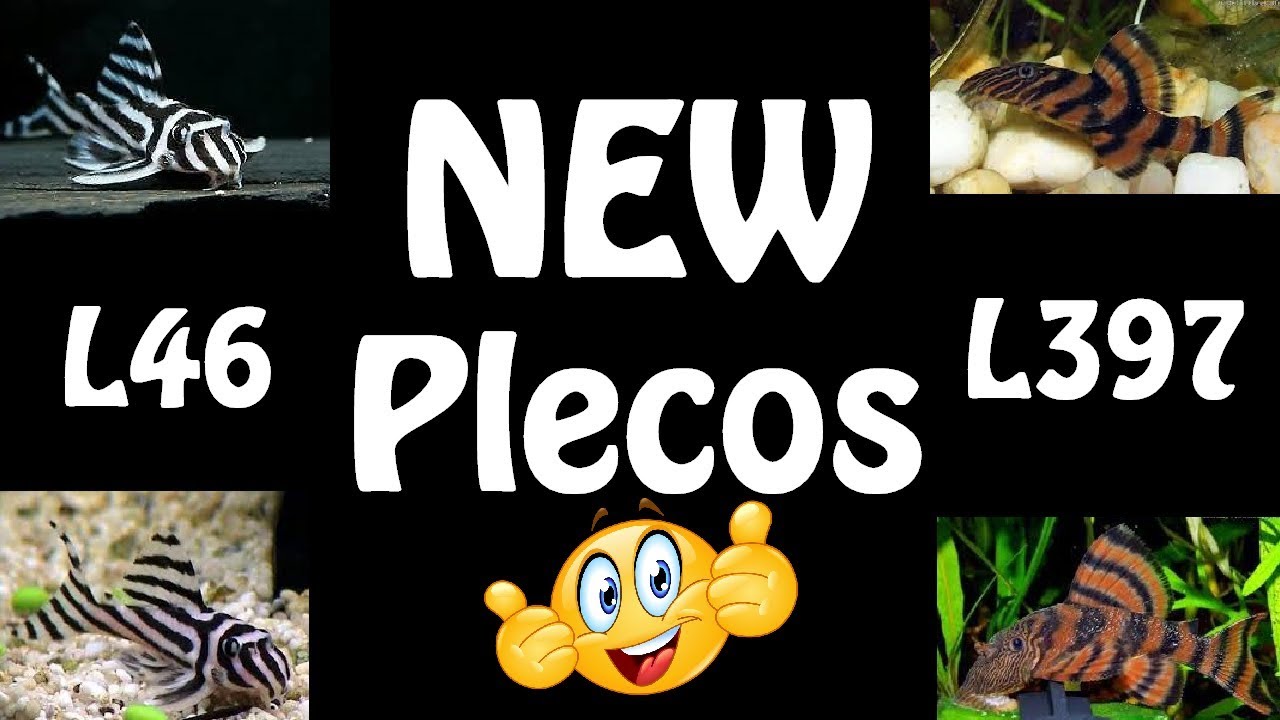 planted tank ph More New Rare Plecos!!!