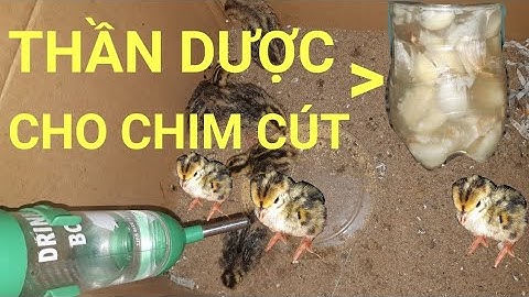 Phòng bệnh chim cút con mới nở,không cần đến thuốc