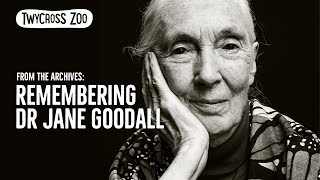 FROM THE ARCHIVES: Remembering Dr Jane Goodall - A message to Twycross Zoo 💚