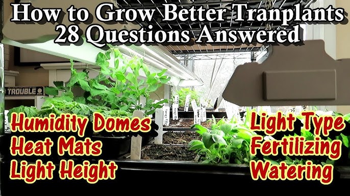 Top 10 questions about Bell Peppers Answered – Sandia Seed Company