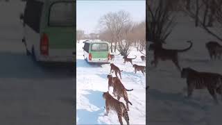 Segue o ônibus @CrisSunLife #nature #winter #felinos #animals