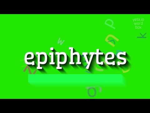 تصویری: Epiphyte (گیاه): چیست و کجا رشد می کند