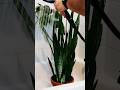 ASMR 💦 Showering my Big Snake Plant #wateringplants #snakeplant #shorts