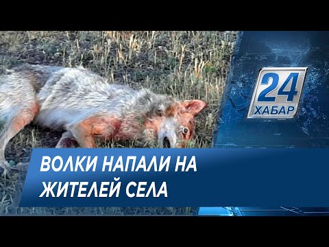 Волки напали на людей в Костанайской области