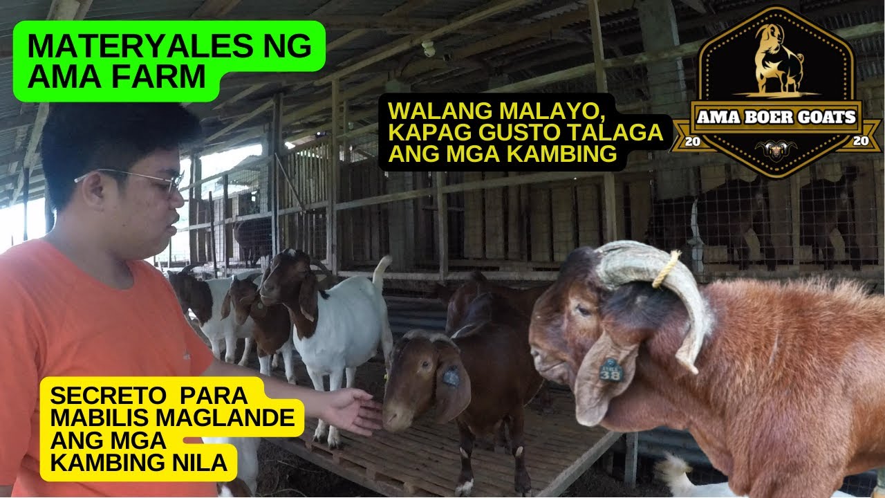 MATERYALES NI BOSS ALVIN ADIZ NG AMA BOER GOAT FARM PINAKITA NA/GOAT ...