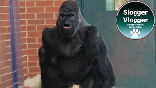 Protective Silverback Gorilla Scans For Danger