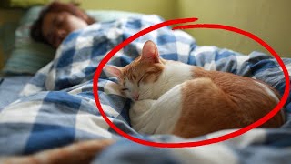 Warum schläft Ihre Katze bei Ihnen? - Was der Schlafplatz Ihrer Katze über Ihre Beziehung verrät!