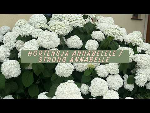 Hortensja krzewiasta Annabelle