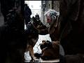 The loyal dog repays the poor old man who fed him when he was starving #dog #humanity #viral