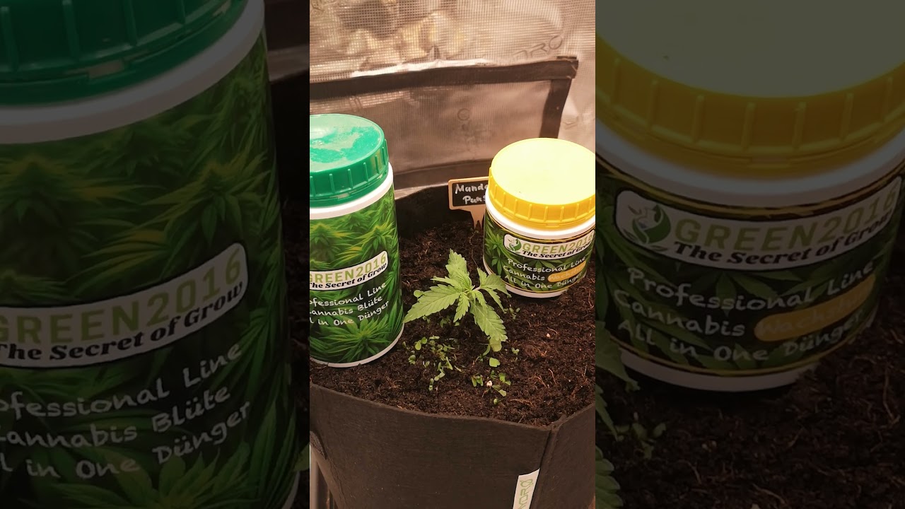 Mandarin Punch Auto Potted Up! The 12/12 Grow Starts NOW! 🍊💥