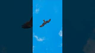 Roar in the sky #sindh #nature #birds #kite