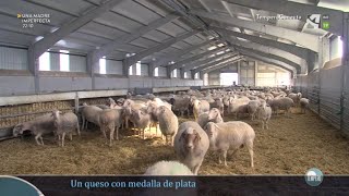 El proceso de elaboración de nuestros quesos de oveja Granja Perales by Grupo Pastores 9,195 views 2 years ago 8 minutes, 14 seconds