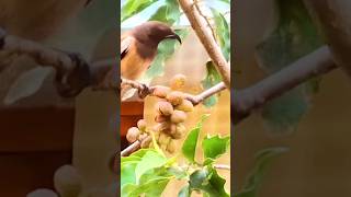 Champac #seeds#bird.