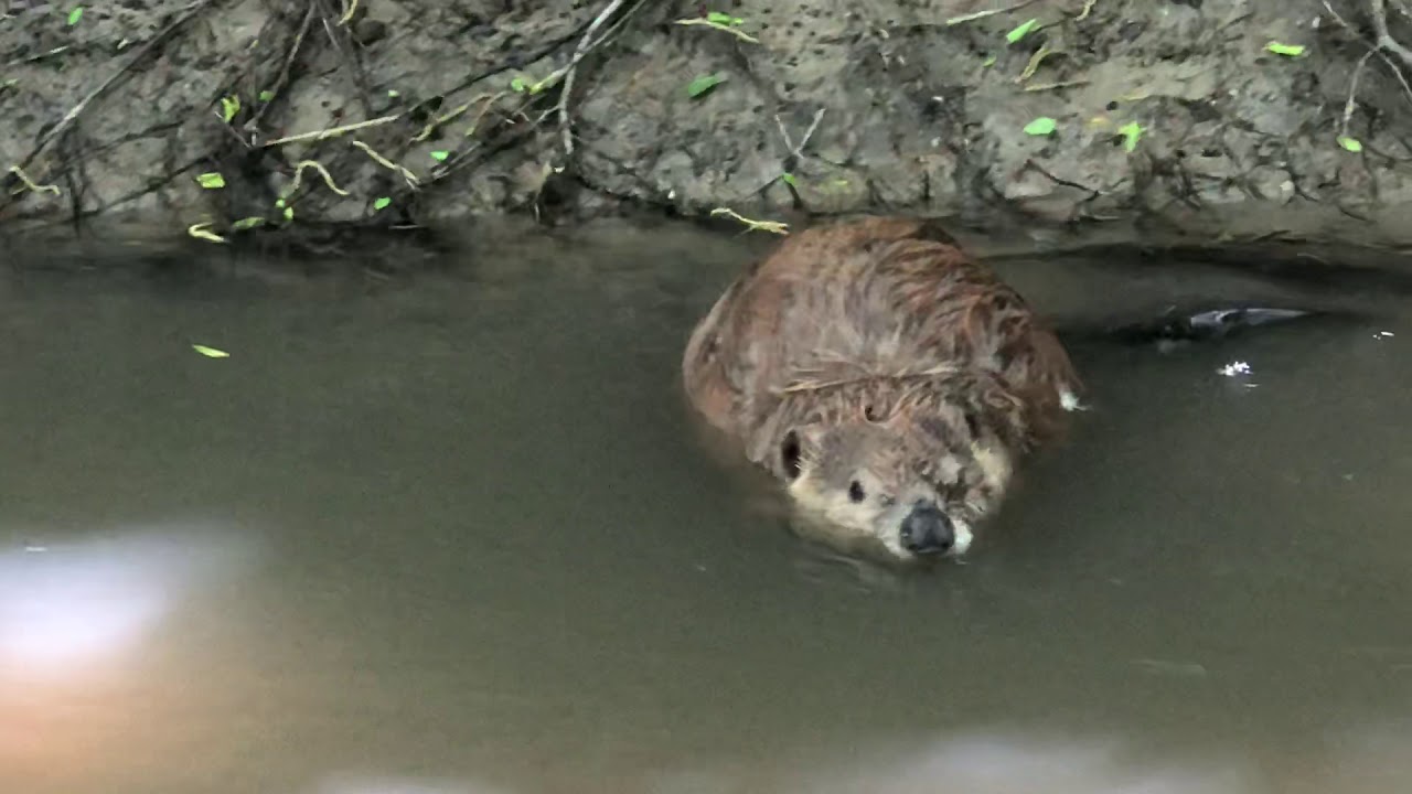 The cutest animal you can find in a creek YouTube